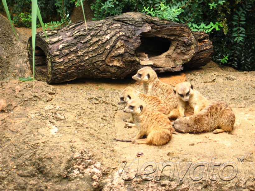 Canvas Jigsaw Puzzle